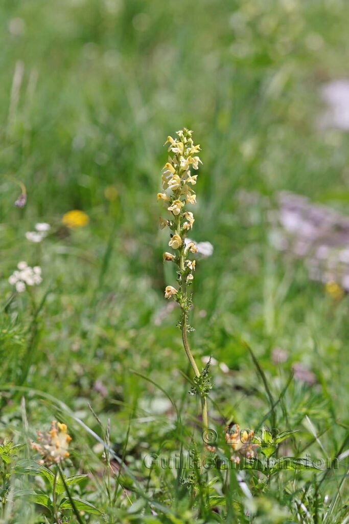 Pedicularis ascendens à Derborence (Suisse, Valais)