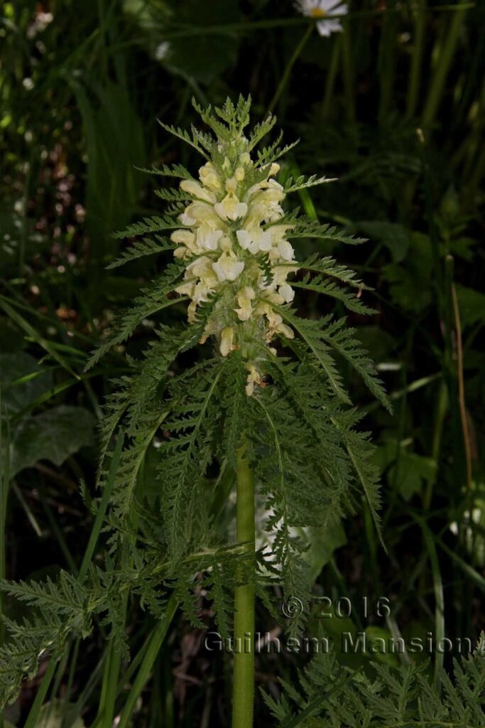 Pedicularis foliosa vers Kandersteg (Suisse, Berne)