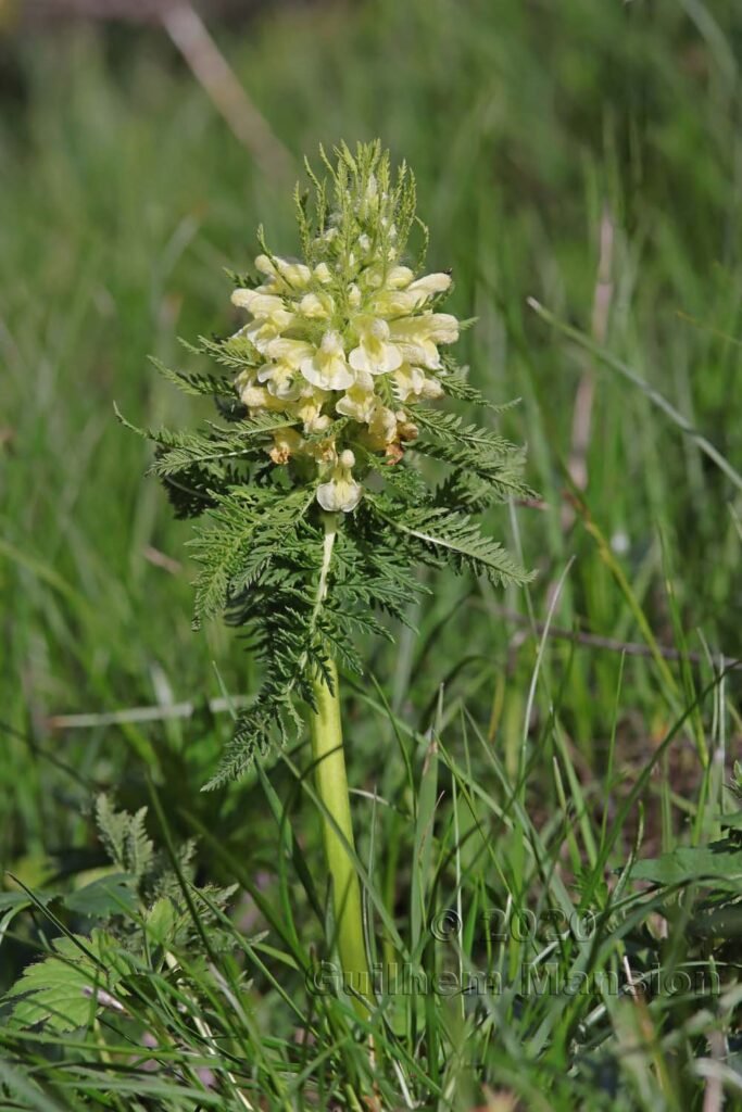 Pedicularis foliosa vers Kandersteg (Suisse, Berne)