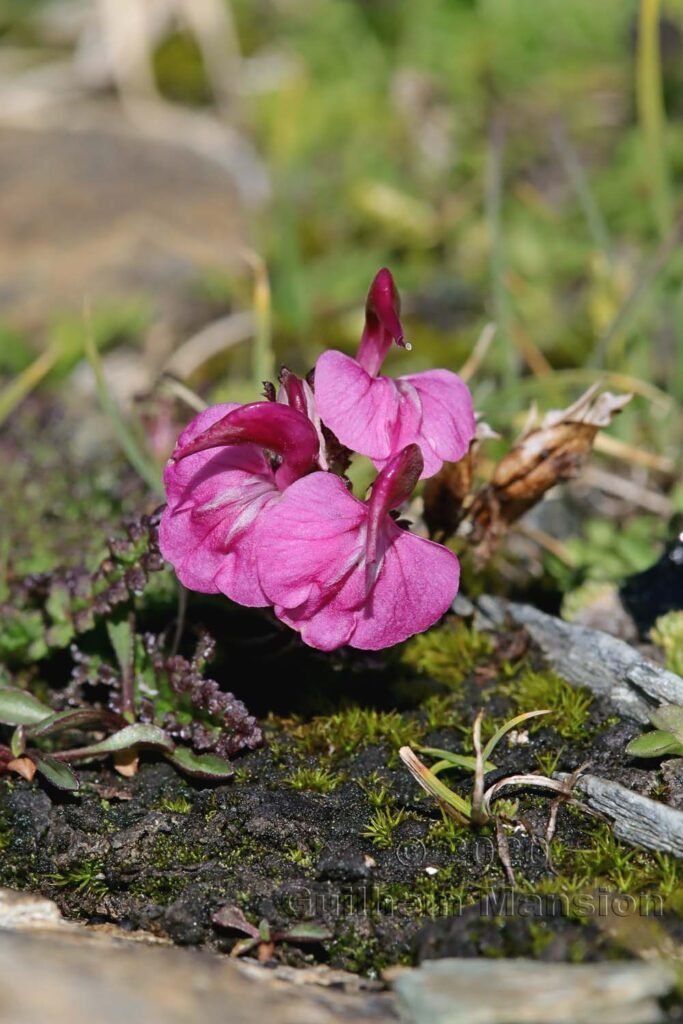 Pedicularis kerneri vers Zermatt (Suisse, Valais)
