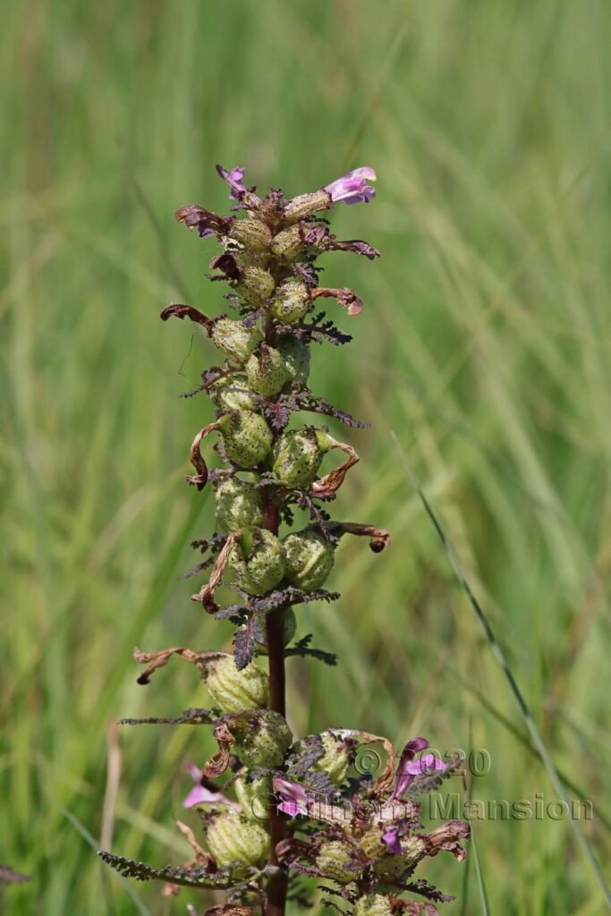 Pedicularis palustris vers le Pfaeffikersee (Suisse, Zurich)