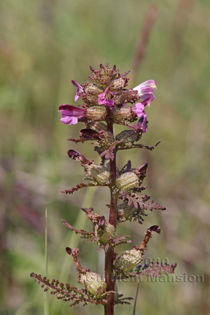 Pedicularis palustris vers le Pfaeffikersee (Suisse, Zurich)