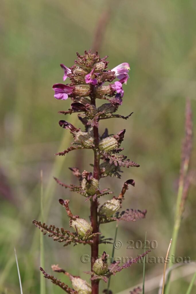 Pedicularis palustris vers le Pfaeffikersee (Suisse, Zurich)