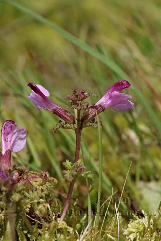 Pedicularis palustris dans la région de l'Entlebuch (Suisse, Lucerne)
