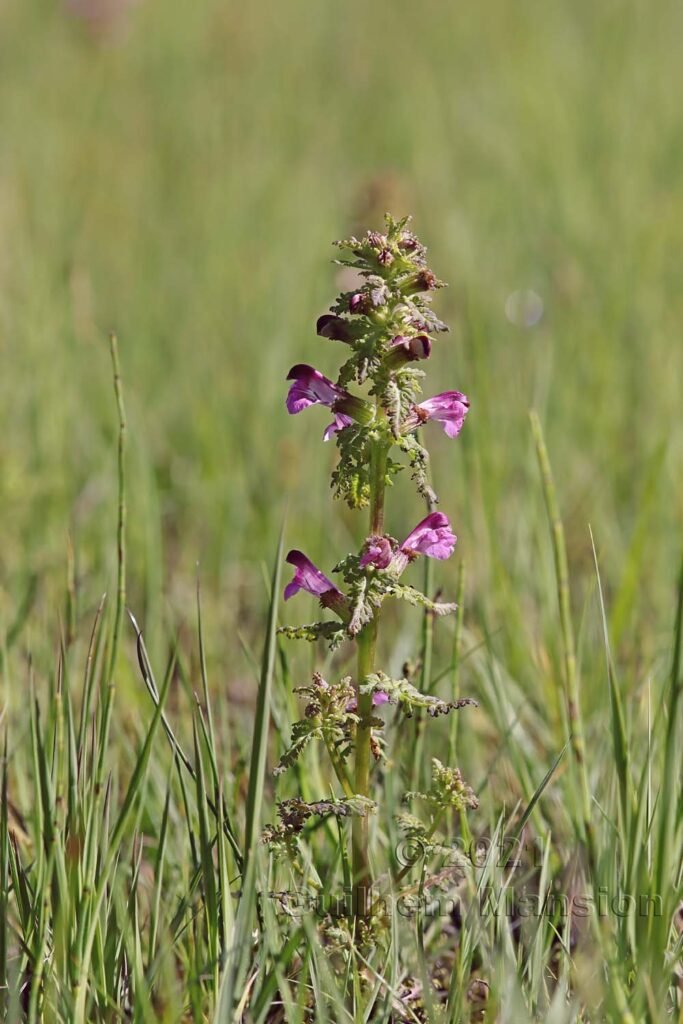 Pedicularis palustris dans la région de l'Entlebuch (Suisse, Lucerne)
