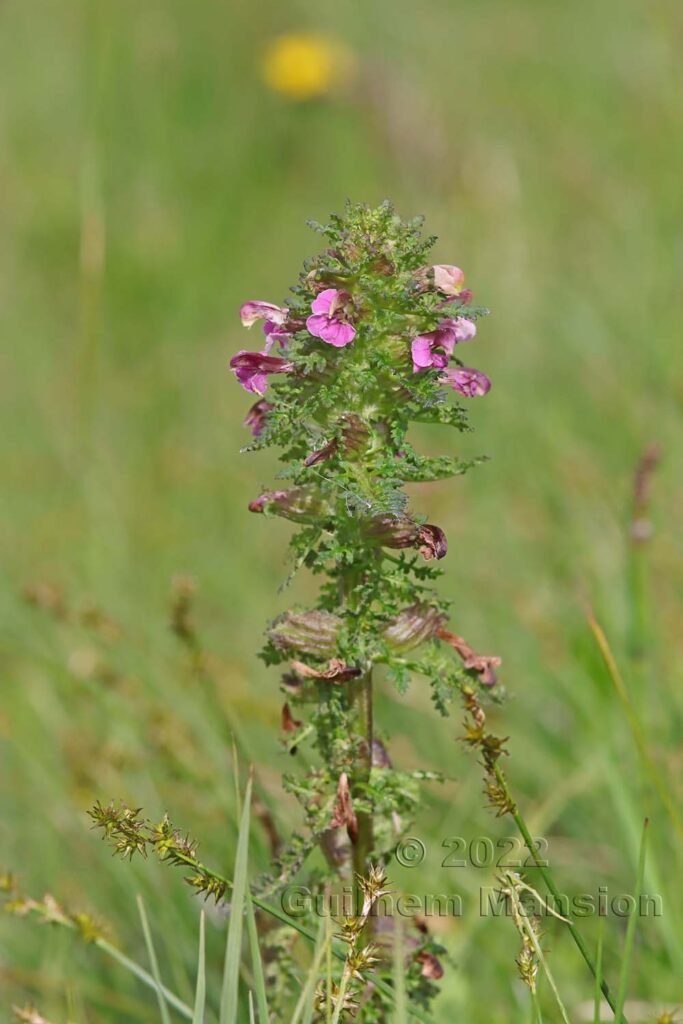 Pedicularis palustris dans la région de l'Entlebuch (Suisse, Lucerne)