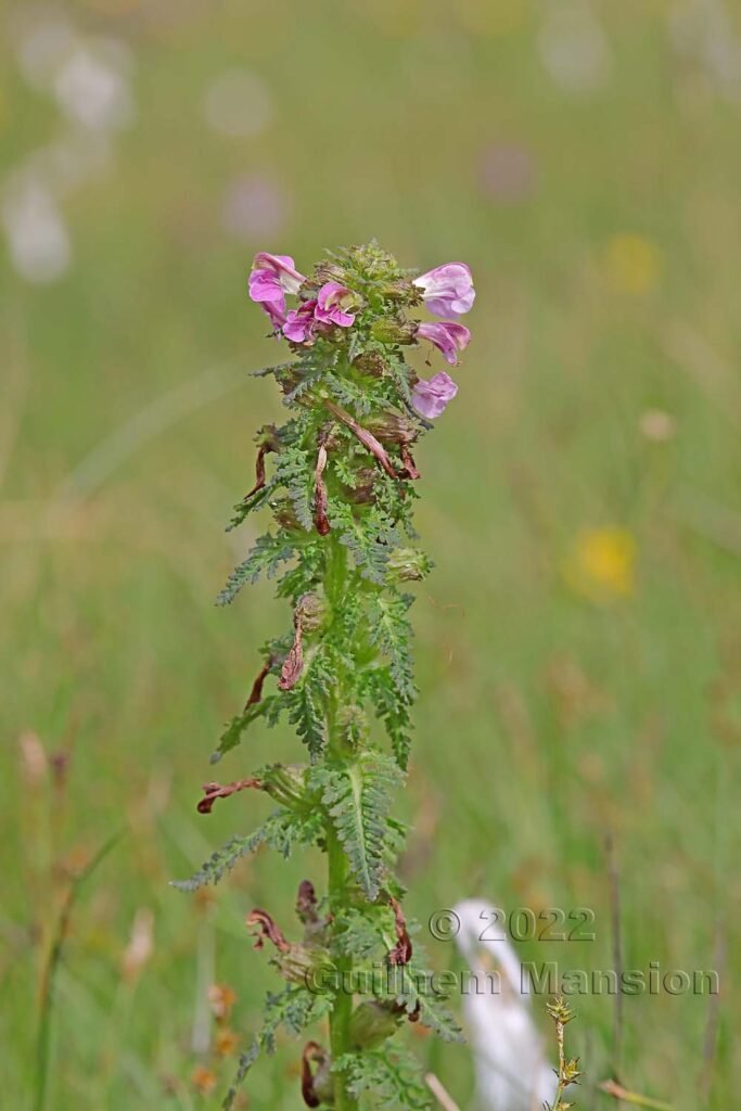 Pedicularis palustris dans la région de l'Entlebuch (Suisse, Lucerne)