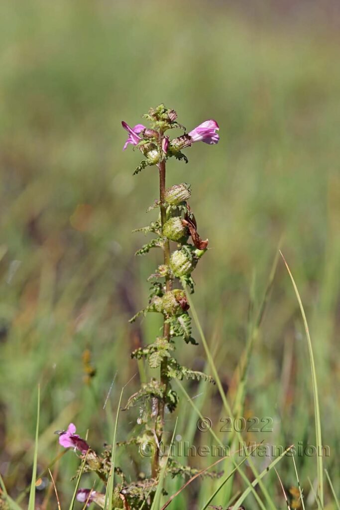 Pedicularis palustris dans la région de l'Entlebuch (Suisse, Lucerne)