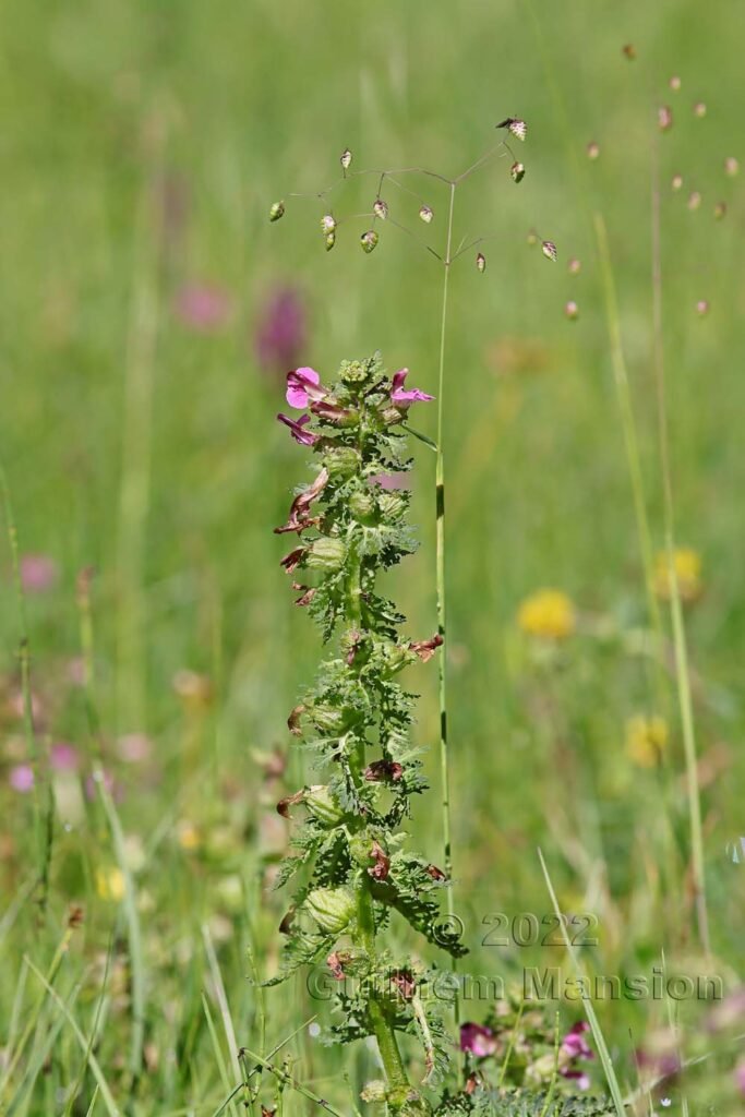 Pedicularis palustris dans la région de l'Entlebuch (Suisse, Lucerne)