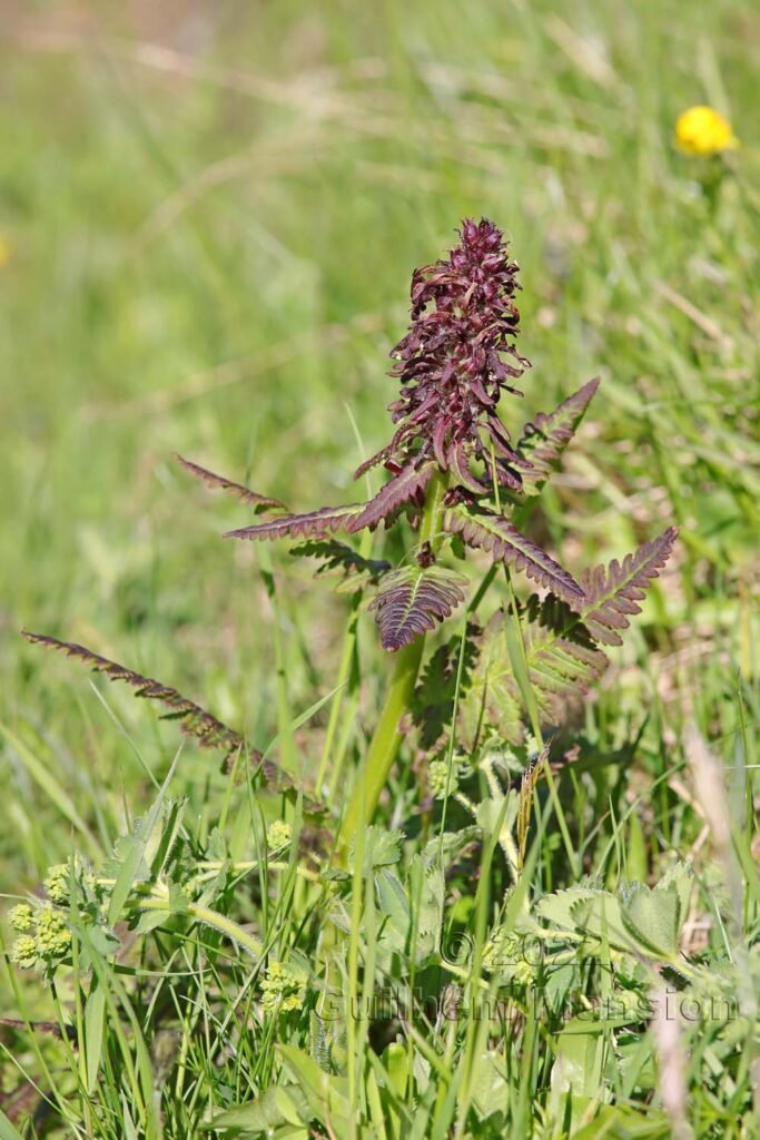 Pedicularis recutita vers le col du Simplon (Suisse, Valais)