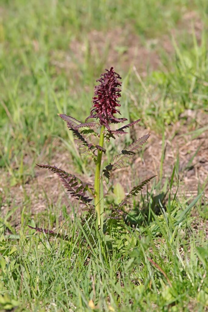 Pedicularis recutita vers le col du Simplon (Suisse, Valais)