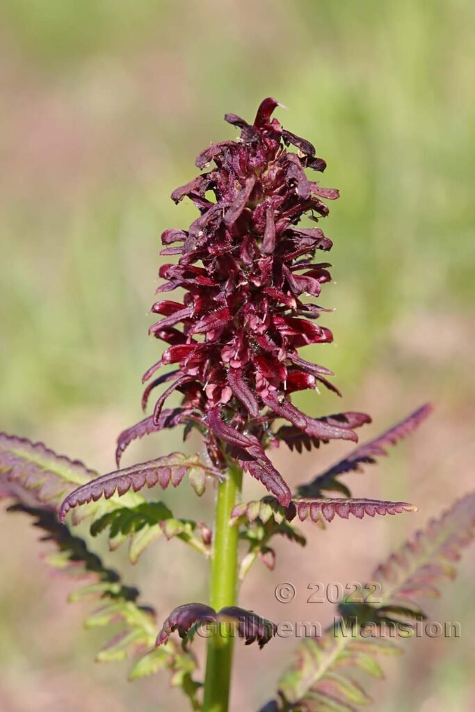 Pedicularis recutita vers le col du Simplon (Suisse, Valais)