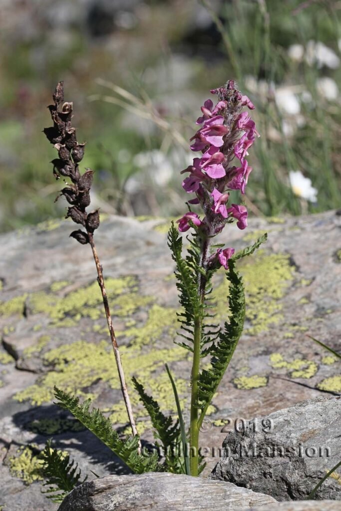 Pedicularis rostrato-spicata vers Pralognan (Savoie, France)