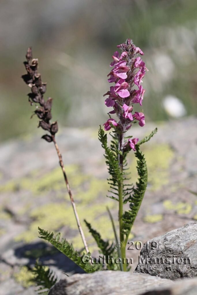 Pedicularis rostrato-spicata vers Pralognan (Savoie, France)