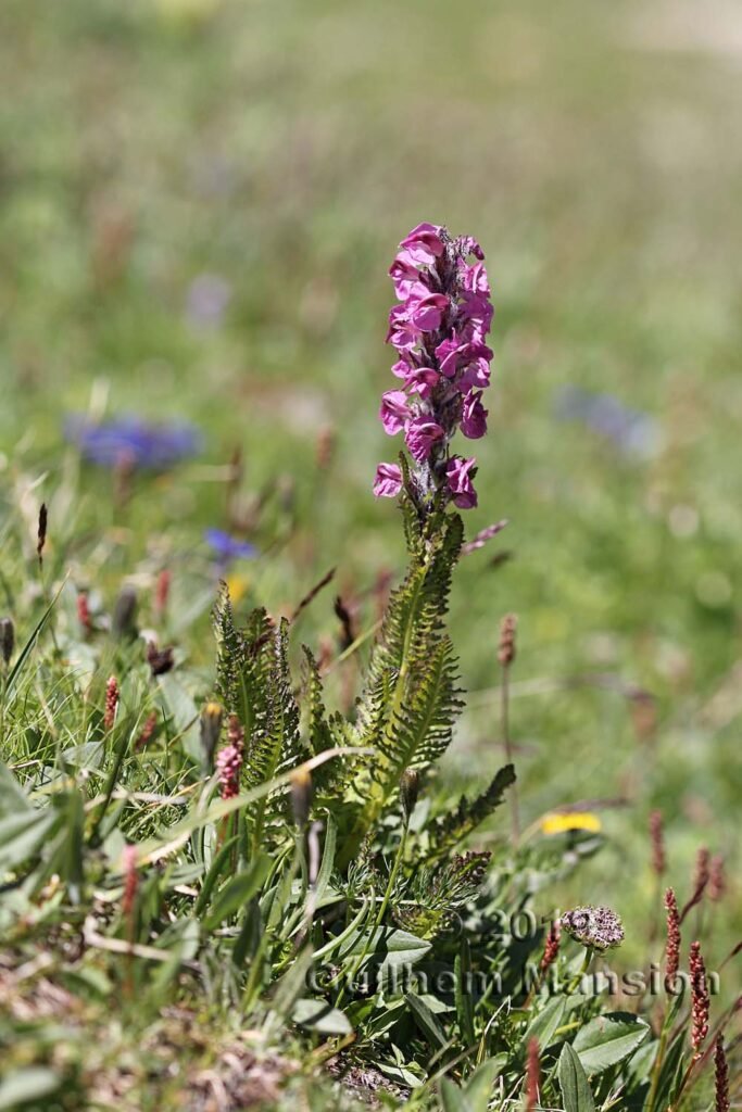 Pedicularis rostrato-spicata vers Pralognan (Savoie, France)