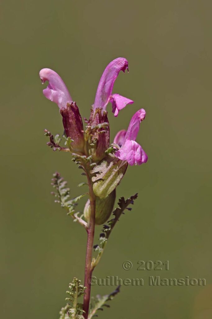 Pedicularis sylvatica dans la région de l'Entlebuch (Suisse, Lucerne)