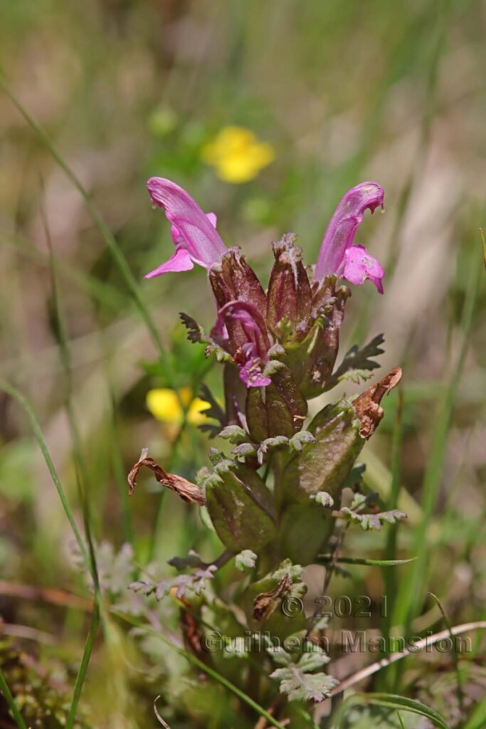 Pedicularis sylvatica dans la région de l'Entlebuch (Suisse, Lucerne)