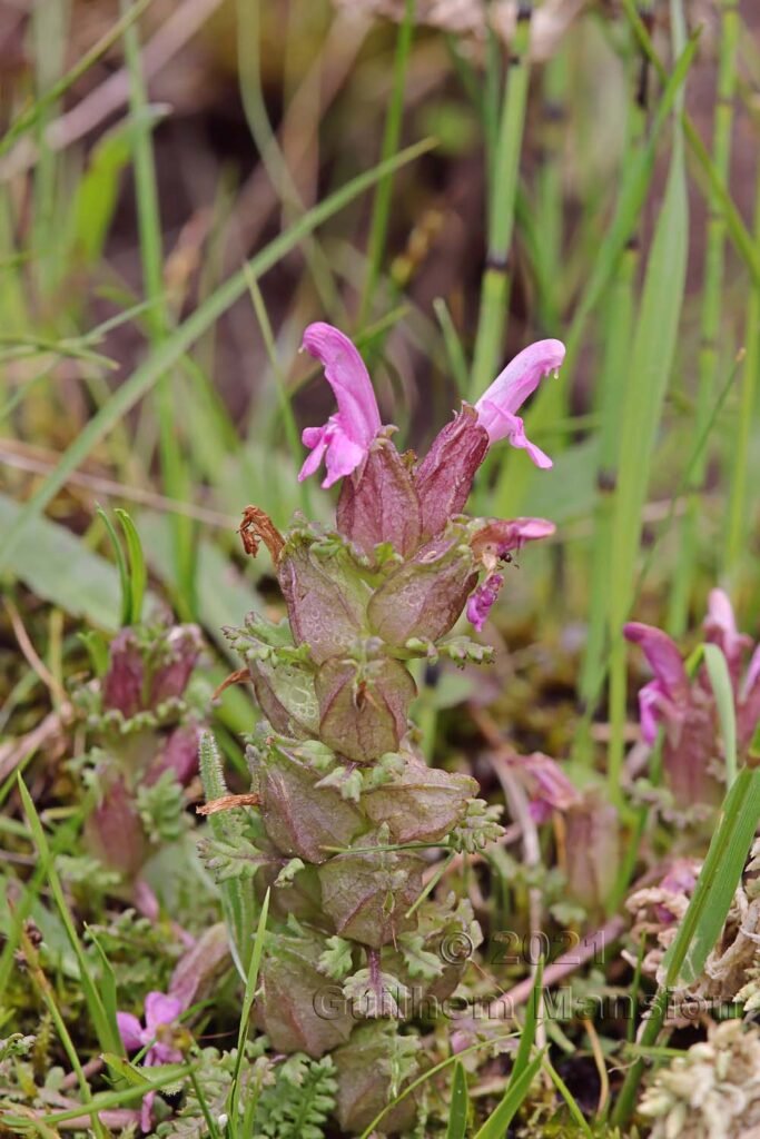Pedicularis sylvatica dans la région de l'Entlebuch (Suisse, Lucerne)