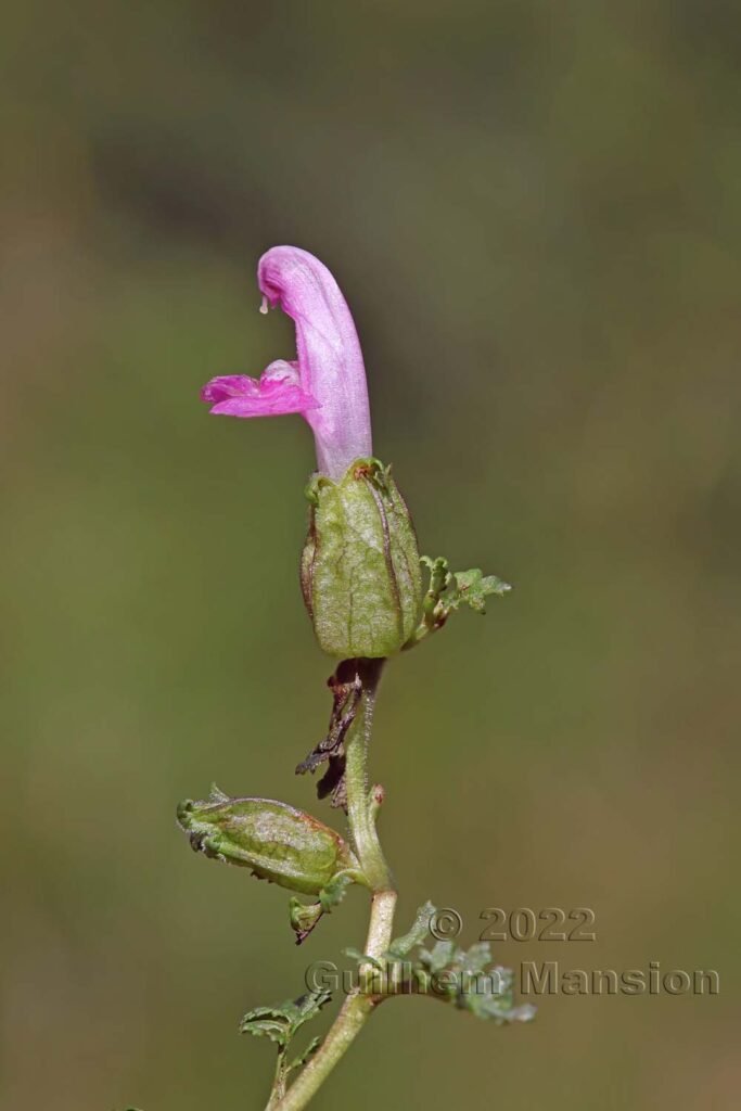 Pedicularis sylvatica dans la région de l'Entlebuch (Suisse, Lucerne)