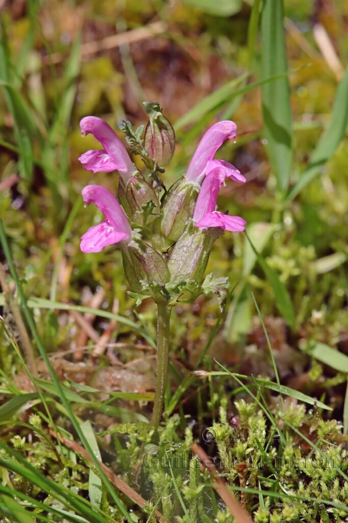 Pedicularis sylvatica dans la région de l'Entlebuch (Suisse, Lucerne)