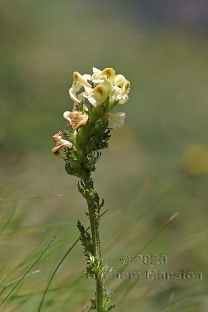 Pedicularis tuberosa vers Zermatt (Suisse, Valais)