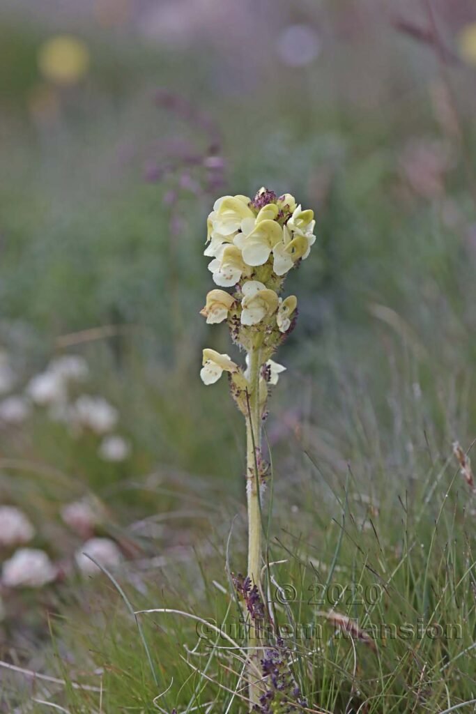 Pedicularis tuberosa vers Zermatt (Suisse, Valais)