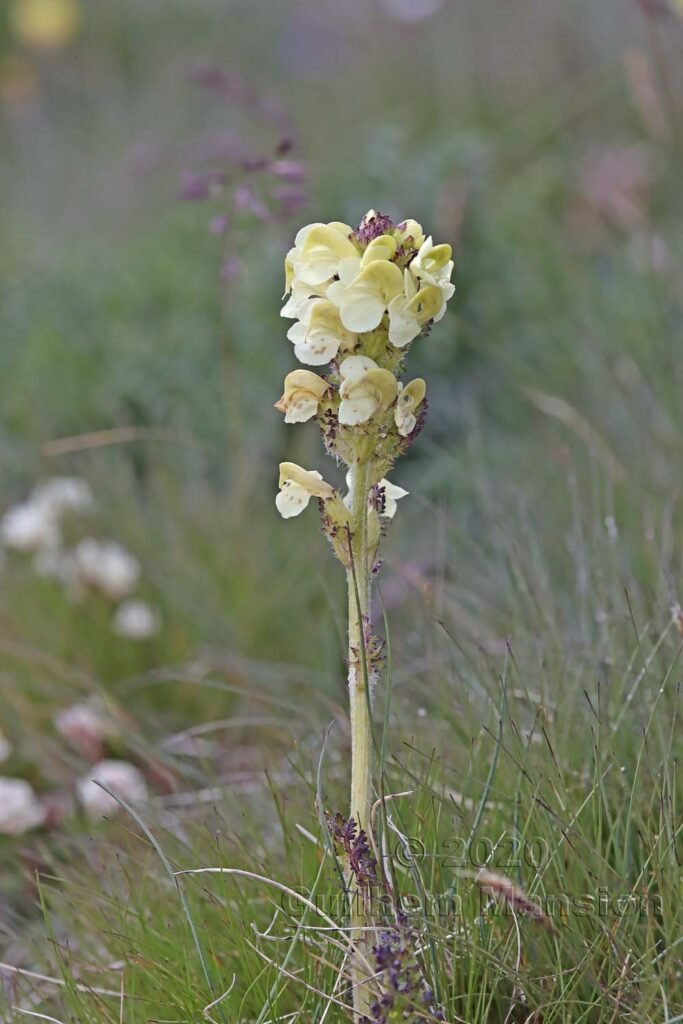 Pedicularis tuberosa vers Zermatt (Suisse, Valais)