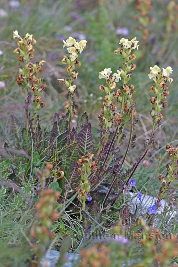 Pedicularis tuberosa vers Zermatt (Suisse, Valais)