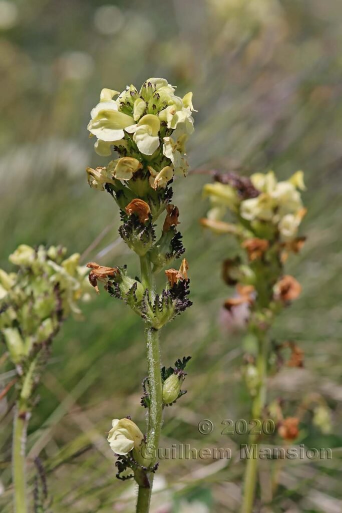Pedicularis tuberosa vers Zermatt (Suisse, Valais)