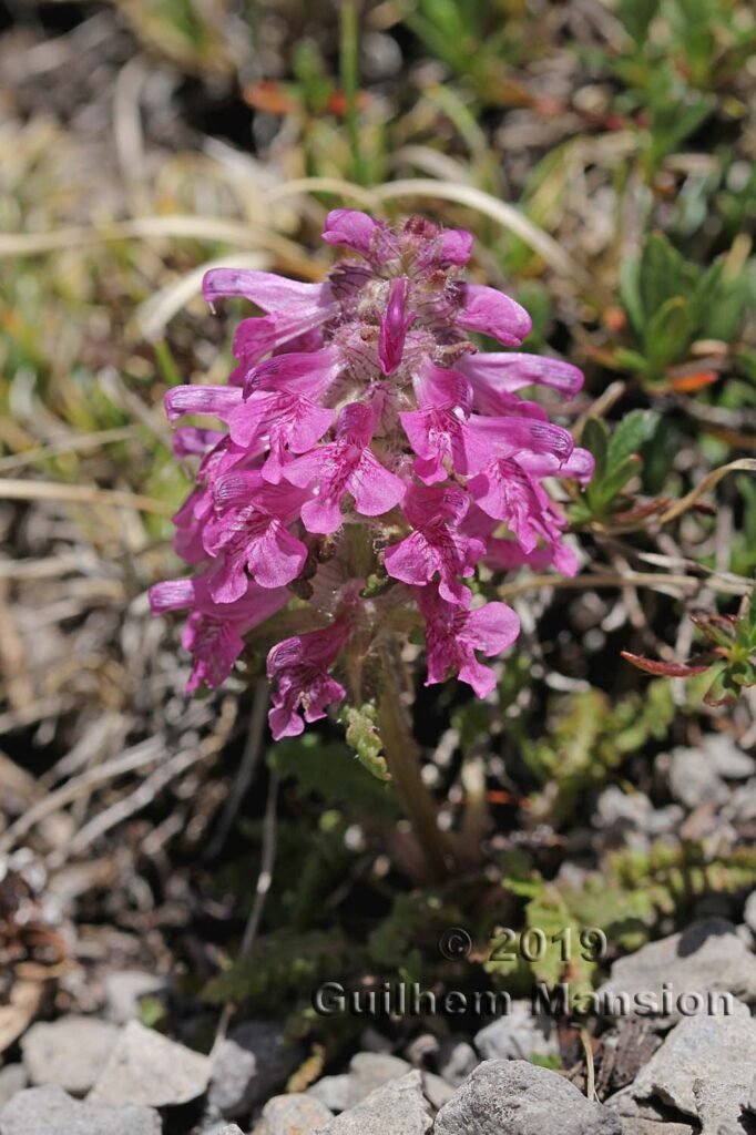 Pedicularis verticillata vers Kandersteg (Suisse, Berne)