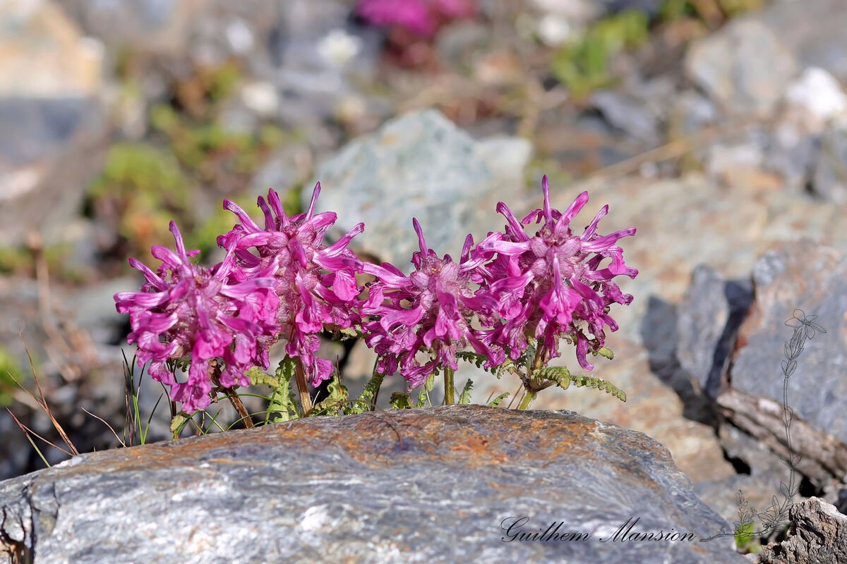 Pedicularis verticillata à Sorebois (Suisse, Valais)