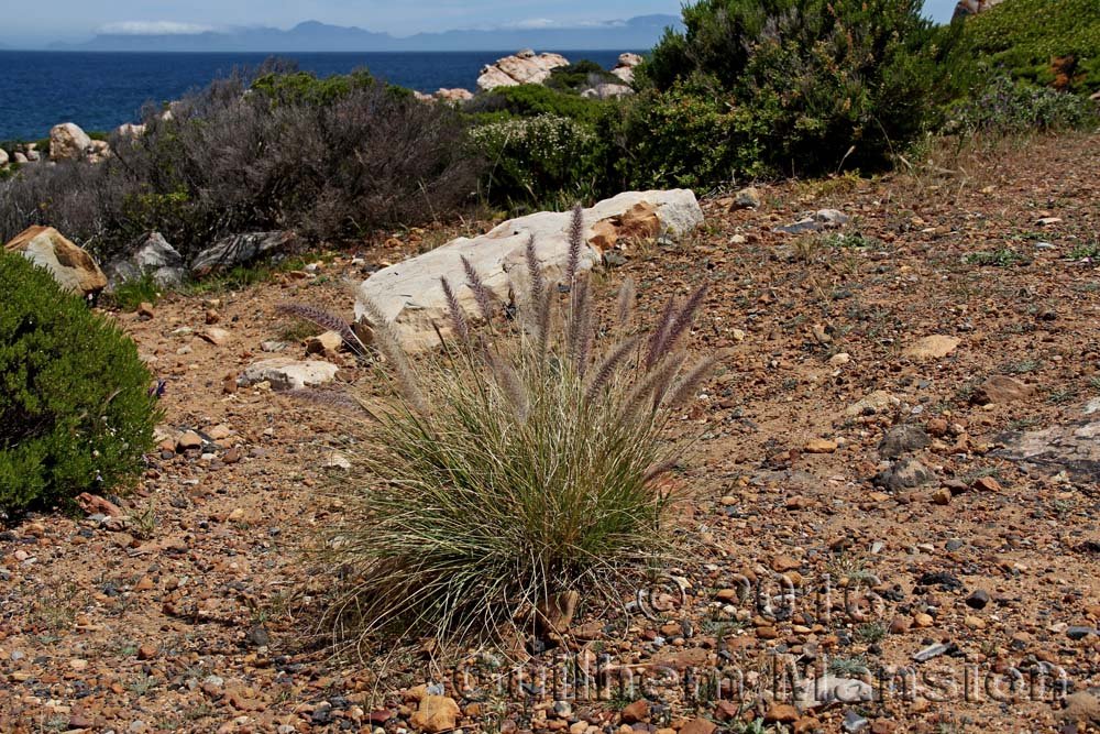 Pennisetum setaceum dans la réserve de Kogelberg (Afrique du Sud)