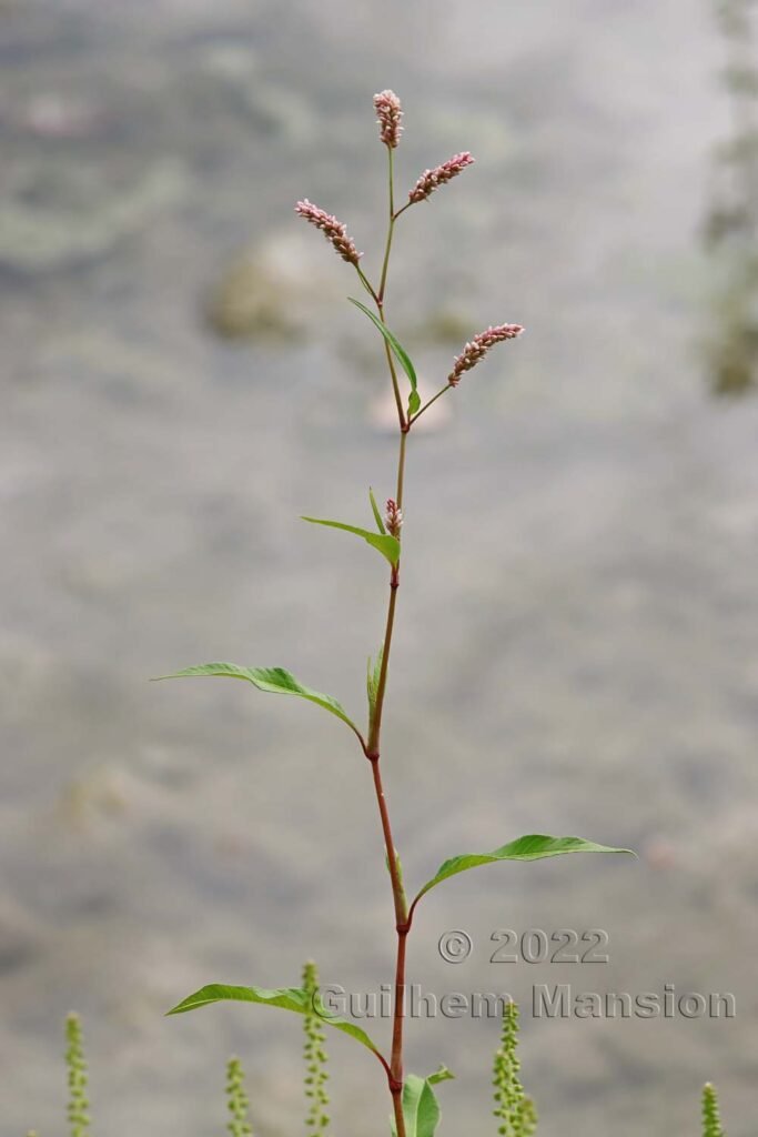 Persicaria maculosa vers Crest (France, Drôme)