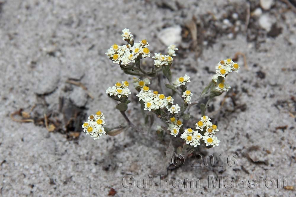 Petalacte coronata vers Silvermine (Afrique du Sud, Table Mountain National Parc)