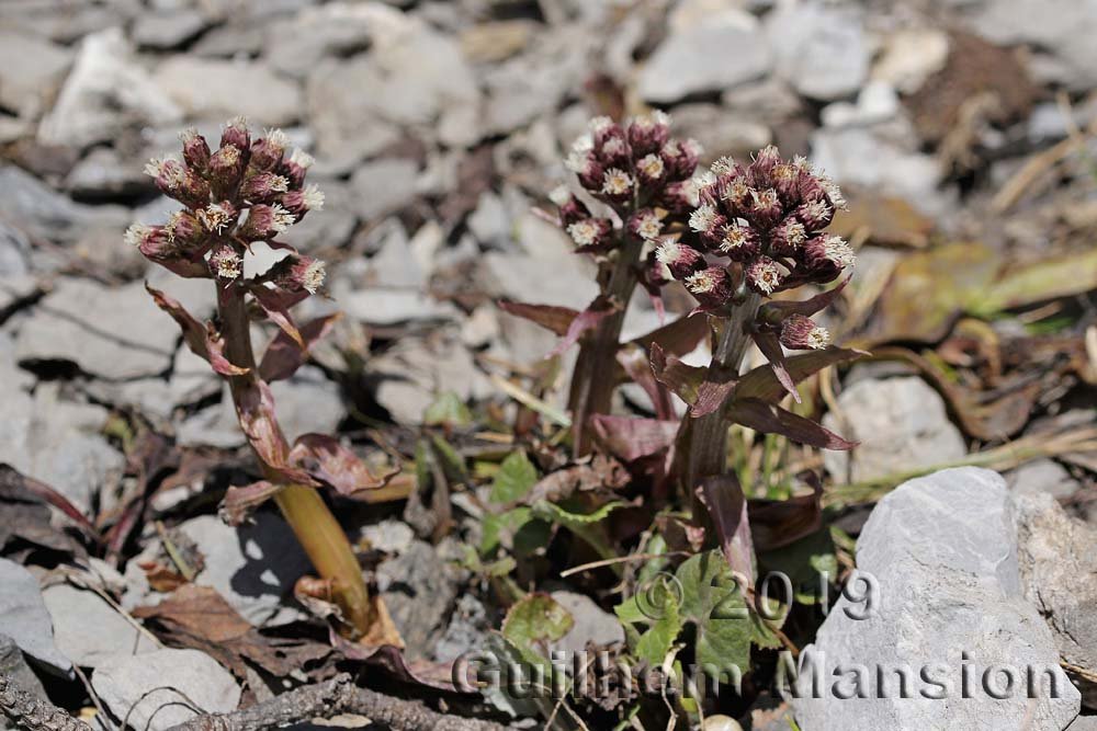Petasites paradoxus vers Kandersteg (Suisse, Berne)