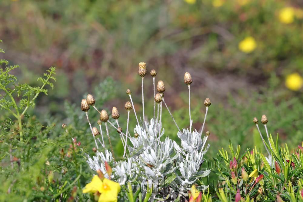 Phagnalon rupestre vers Raposeira (Portugal, Vila do Bispo)