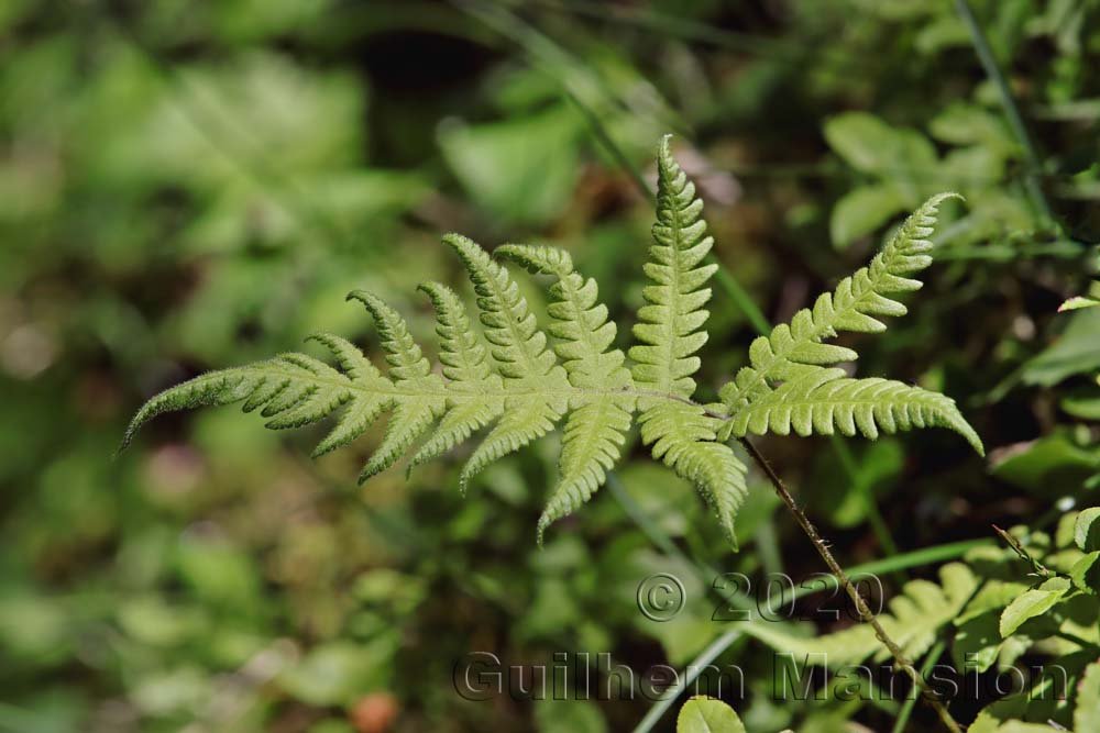 Phegopteris connectilis vers Kandersteg (Suisse, Berne)