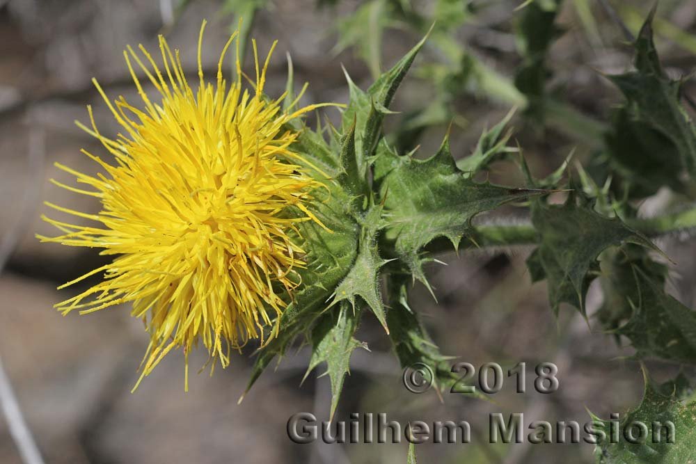 Phonus arborescens vers Torrox (Espagne, Andalousie)