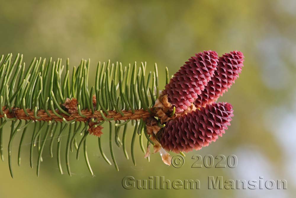 Picea abies vers Zurich-Seebach (Suisse)