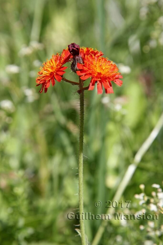 Pilosella aurantiaca vers Kandersteg (Suisse, Berne)