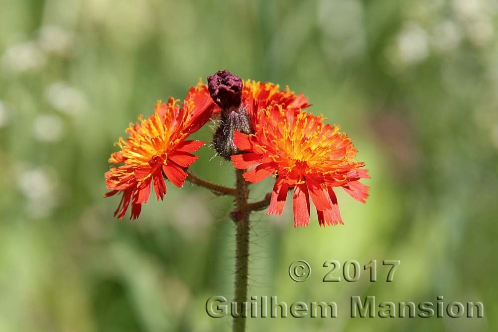 Pilosella aurantiaca vers Kandersteg (Suisse, Berne)