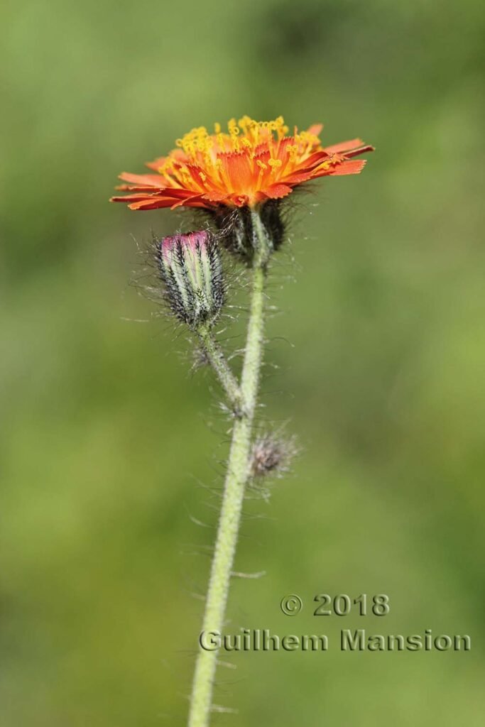 Pilosella aurantiaca vers la Tzoumaz (Suisse, Valais)