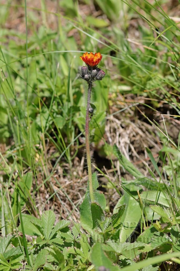 Pilosella aurantiaca vers Kandersteg (Suisse, Berne)