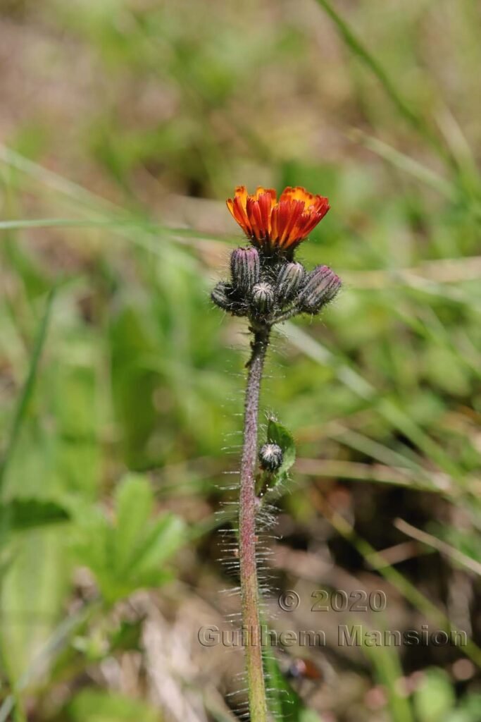 Pilosella aurantiaca vers Kandersteg (Suisse, Berne)
