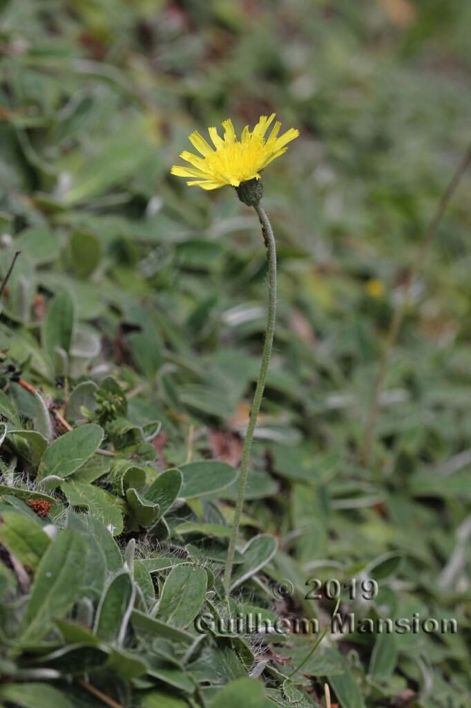 Pilosella officinarum vers Zurich-Seebach (Suisse)