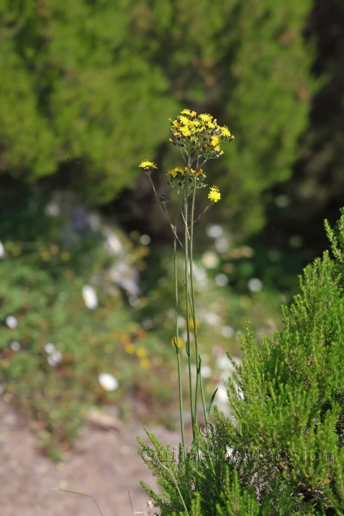 Pilosella piloselloides dans la Serra di Pigno (France, Haute-Corse)