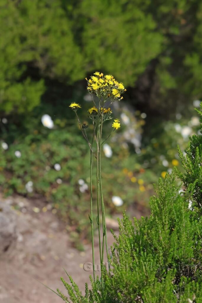 Pilosella piloselloides dans la Serra di Pigno (France, Haute-Corse)