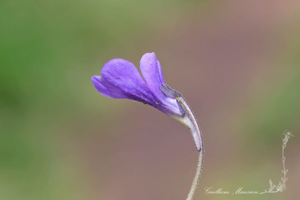 Pinguicula leptoceras vers le col du Simplon (Suisse, Valais)