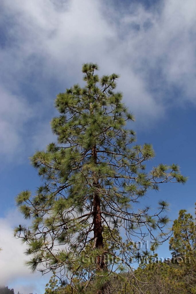Pinus canariensis au dessus de Vilaflor (Espagne, Tenerife)