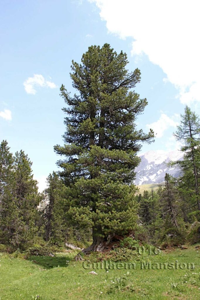 Pinus cembra vers Kandersteg (Suisse, Berne)